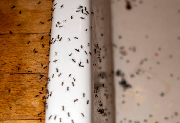 Best Pest Control Near Me  in Chamberlayne, VA